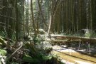 Liegendes Fichtentotholz über Bach in Fichtenwald