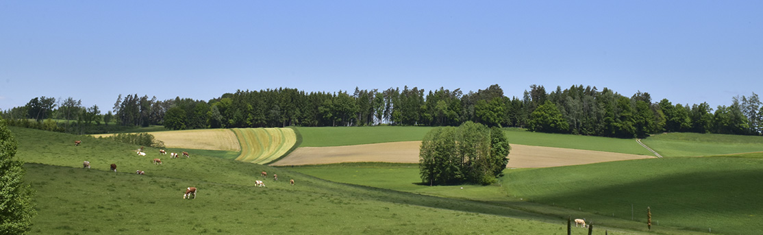 Panoramabild einer Hügellandschaft mit Kühen auf der Weide und Wald im Hintergrund