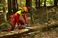 Waldarbeiter entastet einen Fichtenstamm