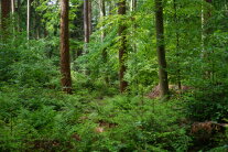Mischwald mit vielen jungen Bäumen am Boden