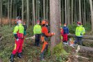 Männer in Schutzbekleidung begutauchten einen zu fällenden Baum.