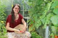 Silvia Lerchenberger bei der Tomatenernte