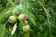 Kleine grüne birnenförmige Frucht