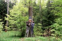 Zwei Männer befestigen Nistkasten an Baum im Wald