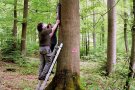 Zwei Männer bringen einen Fledermauskasten an einer Buche im Wald an