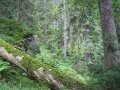 Fichten-Hochlagenwald mit Totholz