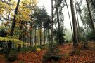 Herbstliches Bild eines gemischten Altbestands mit Tannenverjüngung