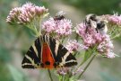 Schmetterling auf einer Blüte, daneben eine Fliege und eine Biene