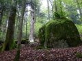 Bergmischwald mit großem Felsen