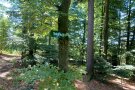 Wald, Schild am Baumstamm mit der Aufschrift "Naturwaldreservat".
