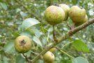 Die Wildbirne kommt noch in Niederbayern vor.