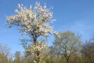 Pünktlich zum Projektstart blüht die Wildbirne.