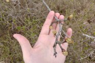 Hand greift Ast mit Knospen.