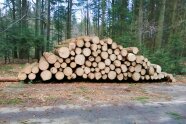 Holz lagert an Waldrand.