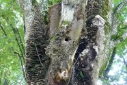Biotopbaum mit Spechthöhle
