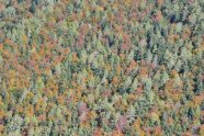 Blick auf die verschiedenfarbenen Kronen eines Mischwalds im Herbst
