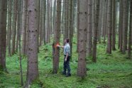 Förster markiert zu entnehmenden Baum in Fichtenbestand