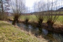 Kopfweiden am Bach