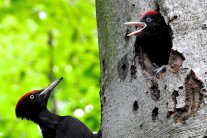 Junger Schwarzspecht schaut aus seiner Bruthöhle in einer Buche heraus, während der Altvogel am Stamm sitzt.