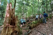 Gruppe von Personen im Wald neben Baumstumpf.