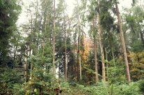 Wald mit Bäumen