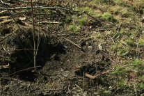 Ein »Gießrand« um die eingesetzte Pflanze führt dazu, dass das Gießwasser nicht oberflächlich abfließt, sondern im Wurzelbereich der Pflanze ankommt und dort verbleibt.
