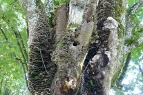 Biotopbaum mit Spechthöhle