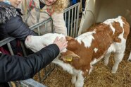 Kälbchen wird gestreichelt