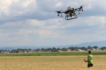 Mann steuert große Drohne über Weizenfeld.