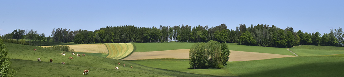 Panorama Landschaft Felder, Kühe, Wald