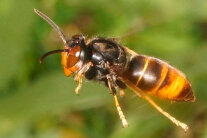 Fliegende Asiatische Hornisse 